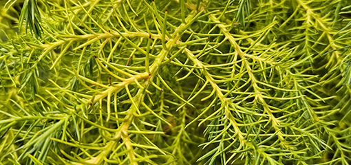 Japanese cedar (Cryptomeria japonica)