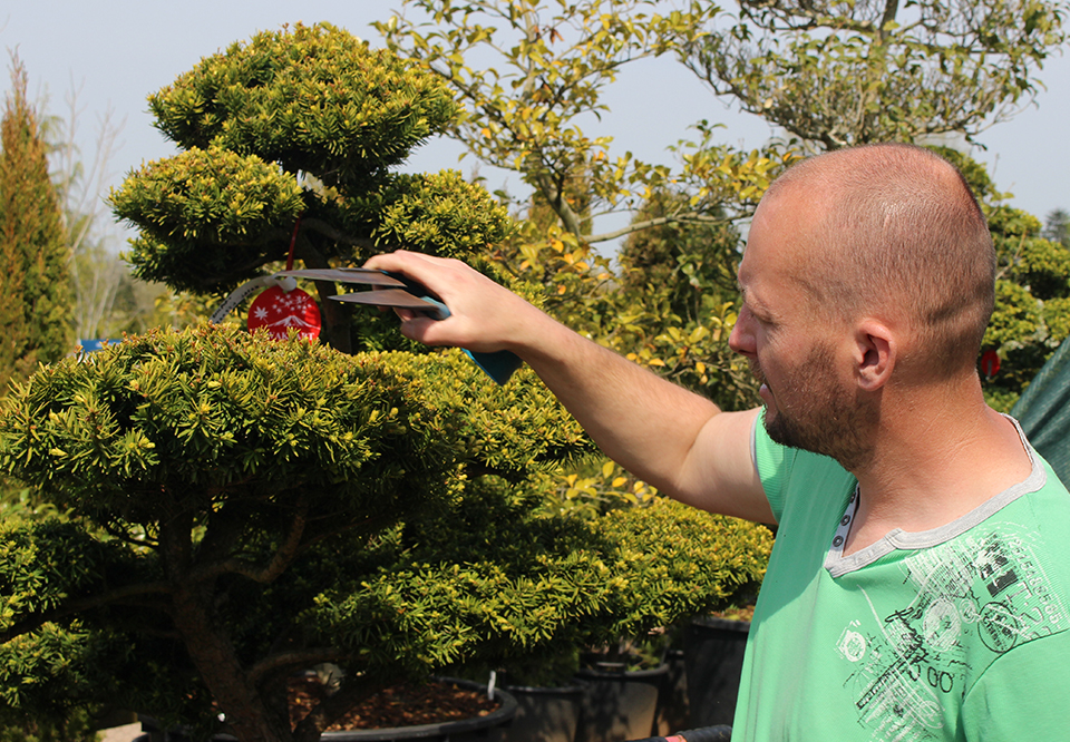 David tending to a Japanese Yew (Taxus cuspidata) at our Nursery David tending to a Japanese Yew (Taxus cuspidata) at our Nursery