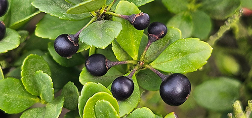 Japanese Holly (Ilex crenata)