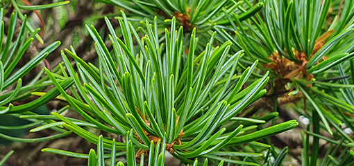 Japanese White Pine (Pinus parviflora)