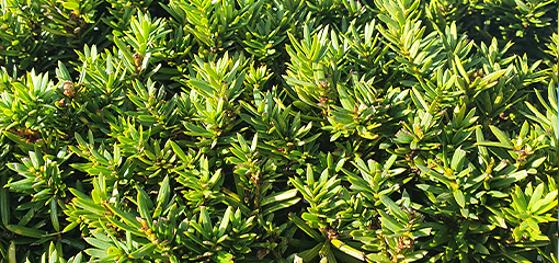Japanese Yew (Taxus cuspidata)