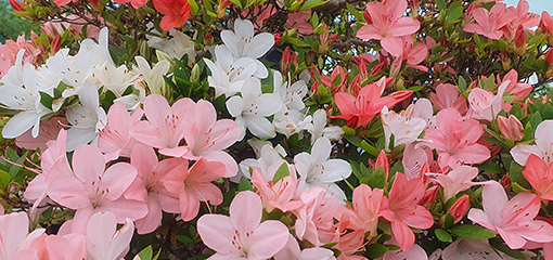 Satsuki azalea (Rhododendron indicum)