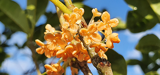 Sweet Osmanthus (Osmanthus fragrans)