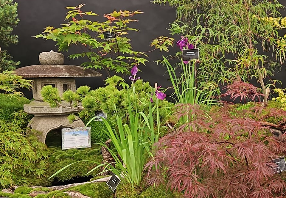 David Cheshire Nurseries win Gold at BBC Gardeners World Live 2025 David Cheshire Nurseries win Gold at BBC Gardeners World Live 2025