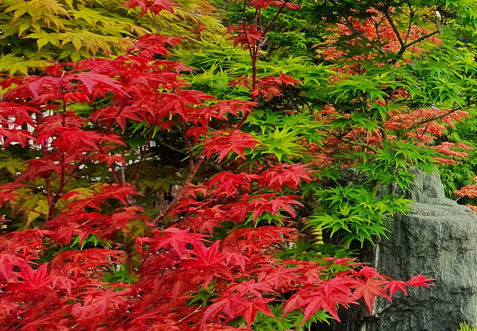 David Cheshire Nurseries will be exhibiting at RHS Chelsea Flower Show David Cheshire Nurseries will be exhibiting at RHS Chelsea Flower Show