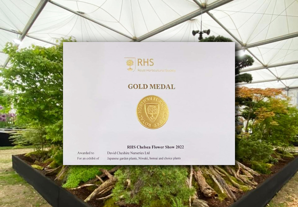 David Cheshire Nurseries win Gold at RHS Chelsea Flower Show 2022 David Cheshire Nurseries win Gold at RHS Chelsea Flower Show 2022
