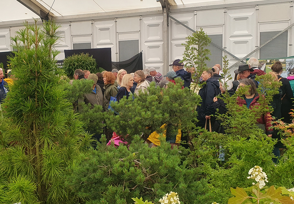 David Cheshire Nurseries win Silver-Gilt at RHS Hampton Court Flower Show 2023