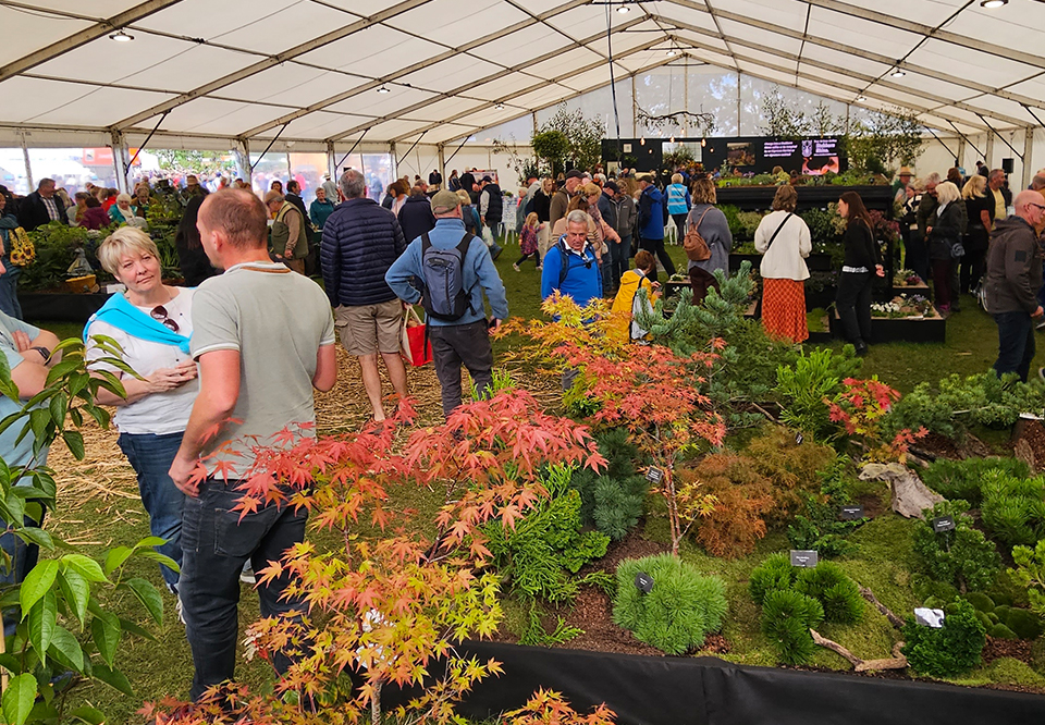 David Cheshire Nurseries win Gold at RHS Malvern Autumn Festival 2023