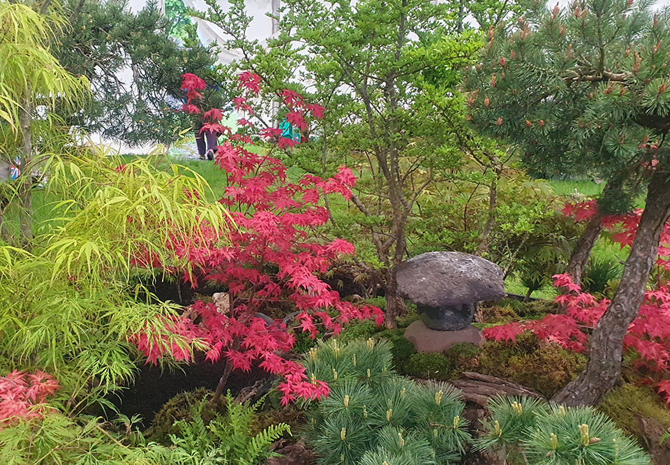 David Cheshire Nurseries win Silver-Gilt at RHS Tatton Park Flower Show 2023