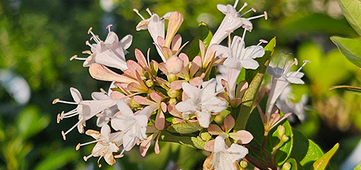 Abelia chinensis Abelia chinensis