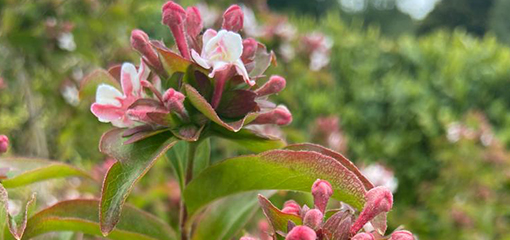 Abelia mosanensis Abelia mosanensis