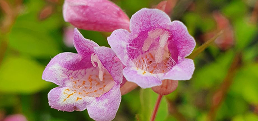 Abelia parvifolia 