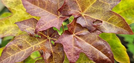 Acer cappadocicum 'Aureum'