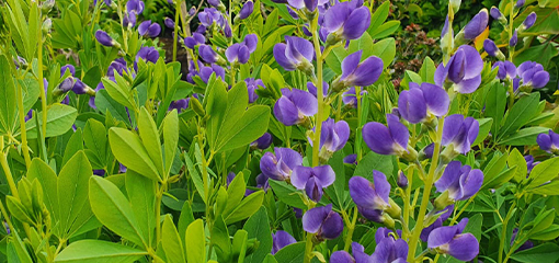 Baptisia australis 