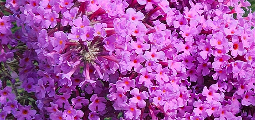 Buddleja davidii 'Dartmoor'