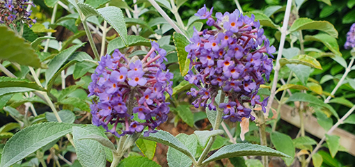 Buddleja fallowiana 'Lochinch' Buddleja fallowiana 'Lochinch'
