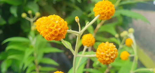 Buddleja globosa Buddleja globosa