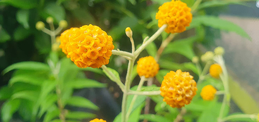 Buddleja globosa 