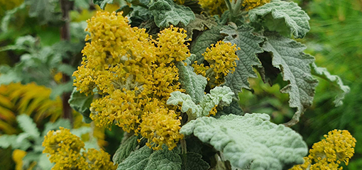 Buddleja glomerata 