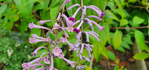 Buddleja lindleyana 