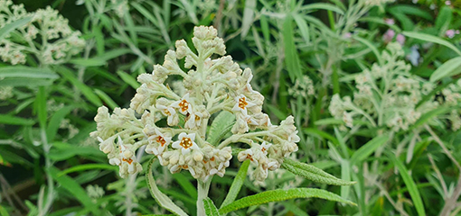 Buddleja loricata 