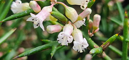 Colletia hystrix 