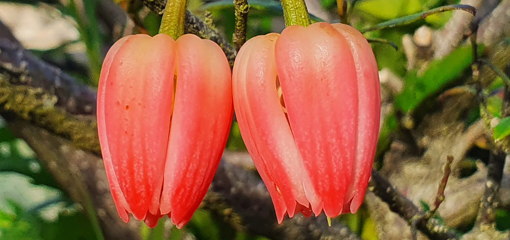 Crinodendron hookerianum 