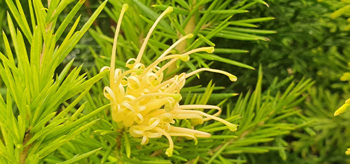 Grevillea juniperina 'sulphurea'