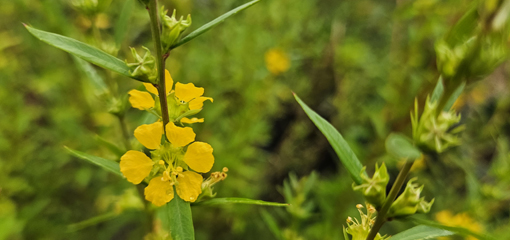 Heimia salicifolia Heimia salicifolia