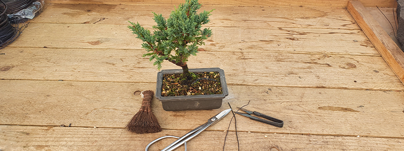 Beginners Bonsai Workshops